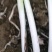 山东大葱刚葱铁杆中粗以上细货都有，欢迎您的到来跟价随价