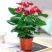 红掌白掌盆栽水培植物室内花卉好养一帆风顺大盆绿植鸿运当头