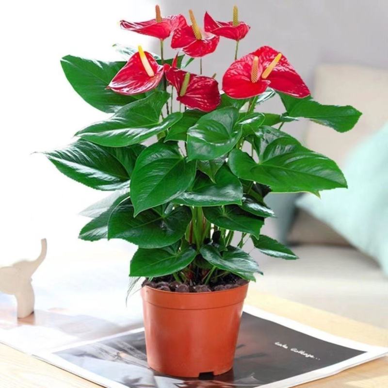 红掌白掌盆栽水培植物室内花卉好养一帆风顺大盆绿植鸿运当头