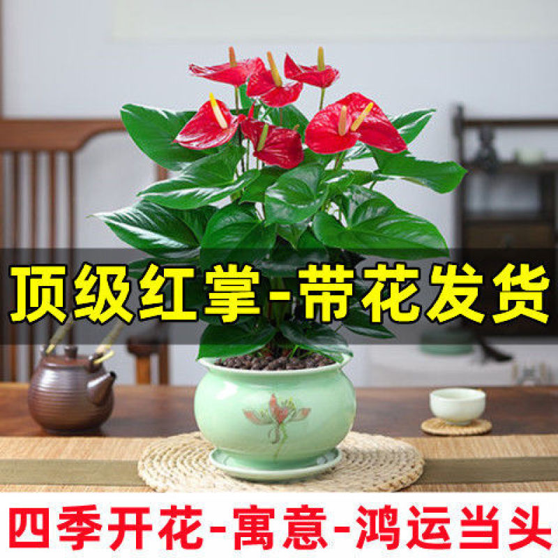 红掌白掌盆栽水培植物室内花卉好养一帆风顺大盆绿植鸿运当头
