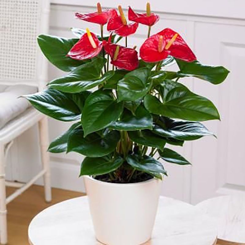 红掌白掌盆栽水培植物室内花卉好养一帆风顺大盆绿植鸿运当头