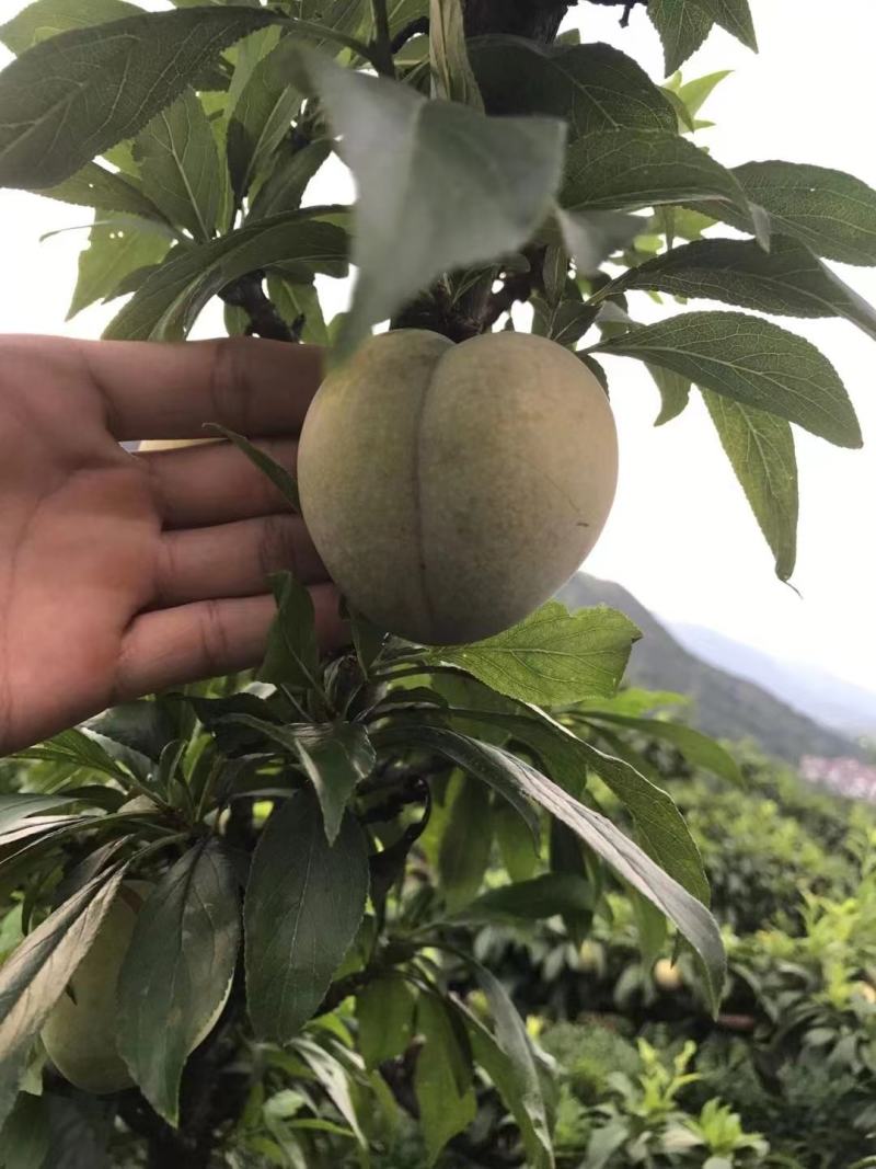 桃形李
