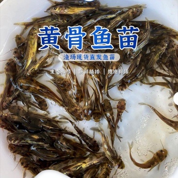 黄骨鱼苗