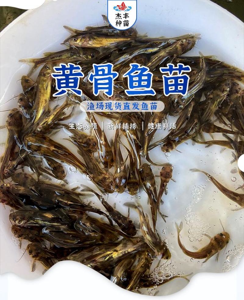 黄骨鱼苗