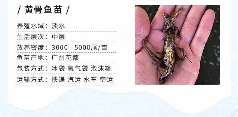 黄骨鱼苗