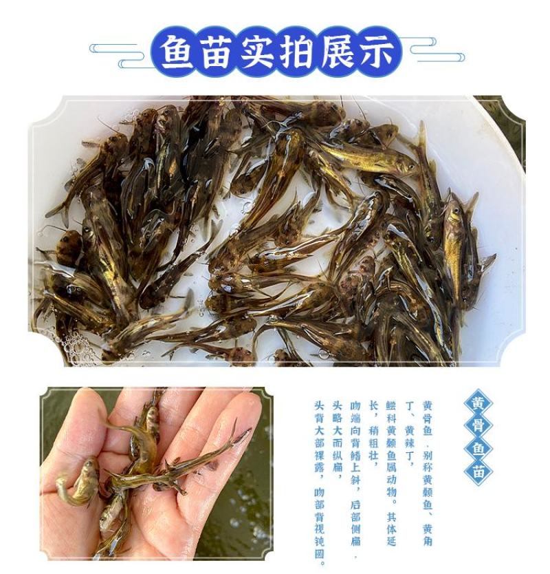 黄骨鱼苗