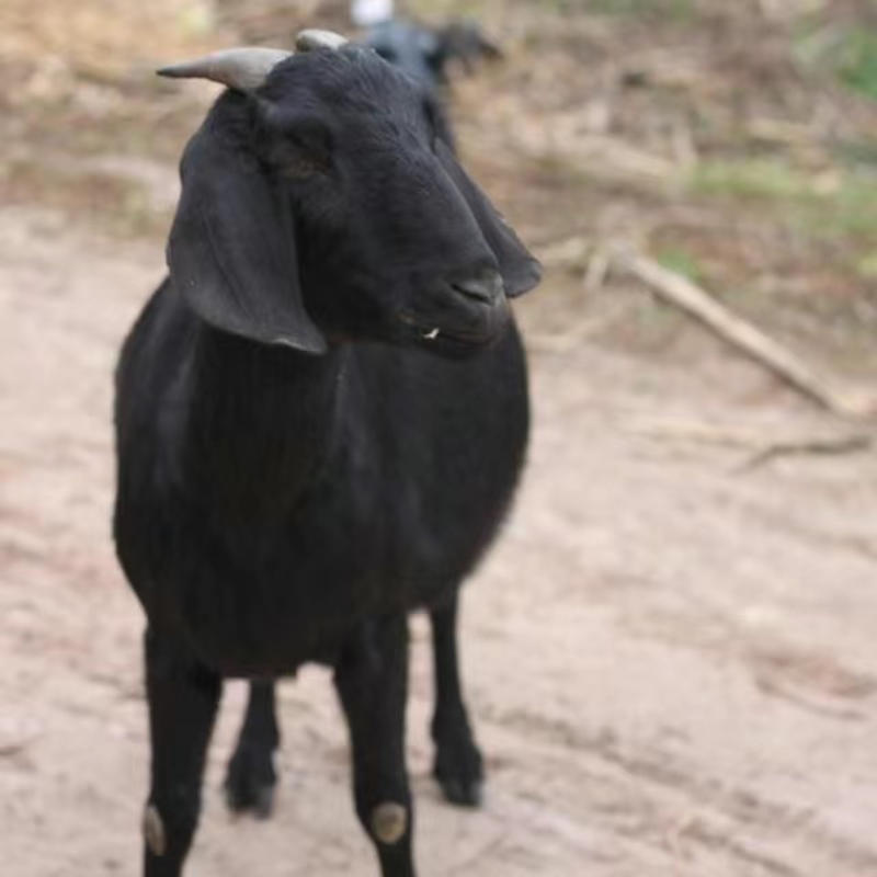 努比亚黑山羊羊苗怀孕母羊青年配种公羊等