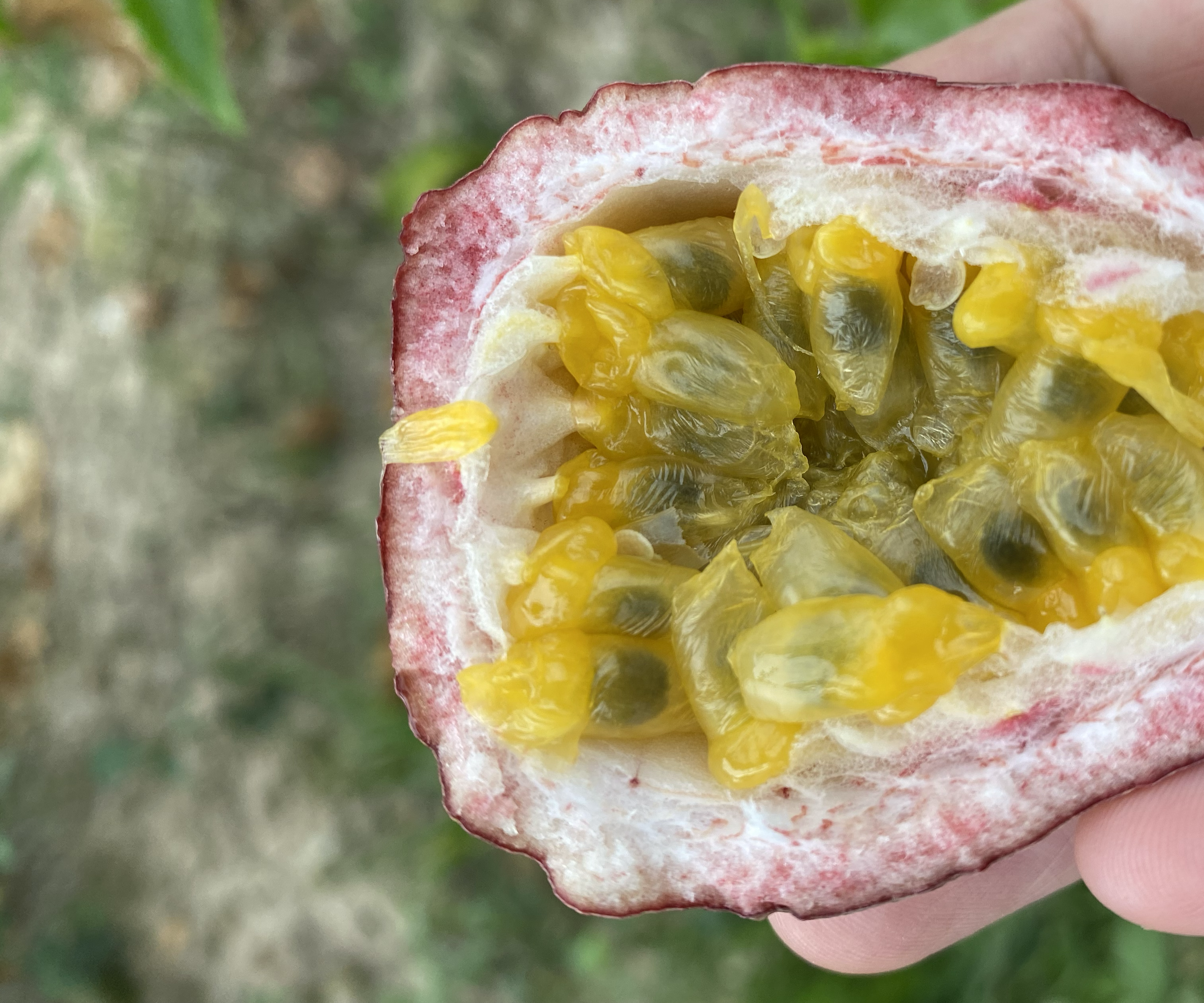 百香果饮品与果肉展示