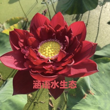 精品盆栽荷花、白洋淀原产地直发、价格美丽、量大从优。