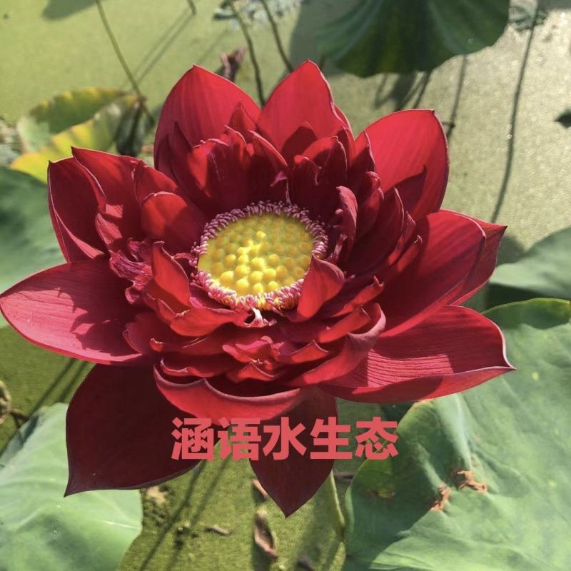 精品盆栽荷花、白洋淀原产地直发、价格美丽、量大从优。