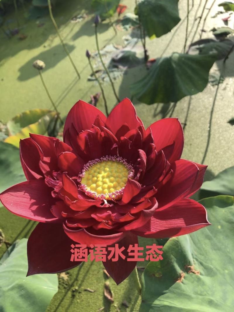 精品盆栽荷花、白洋淀原产地直发、价格美丽、量大从优。
