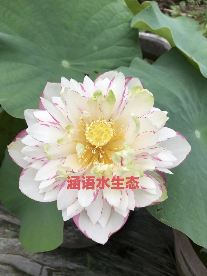 精品盆栽荷花、白洋淀原产地直发、价格美丽、量大从优。