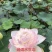 精品盆栽荷花、白洋淀原产地直发、价格美丽、量大从优。