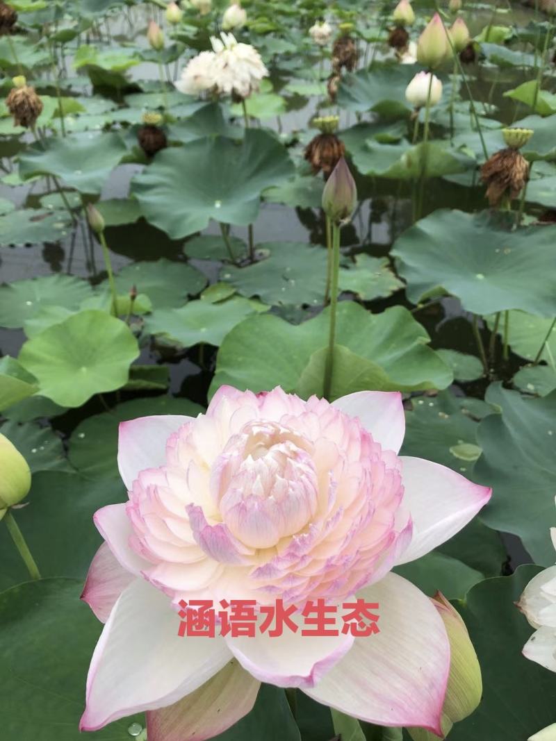 精品盆栽荷花、白洋淀原产地直发、价格美丽、量大从优。