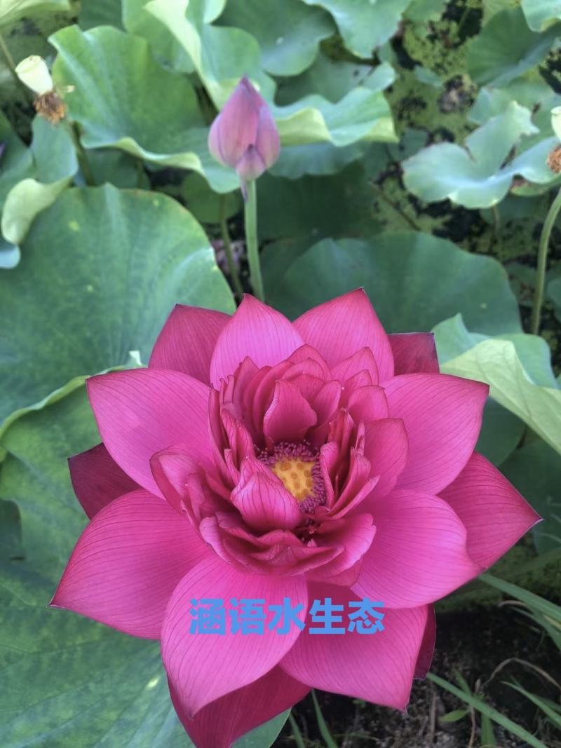精品盆栽荷花、白洋淀原产地直发、价格美丽、量大从优。