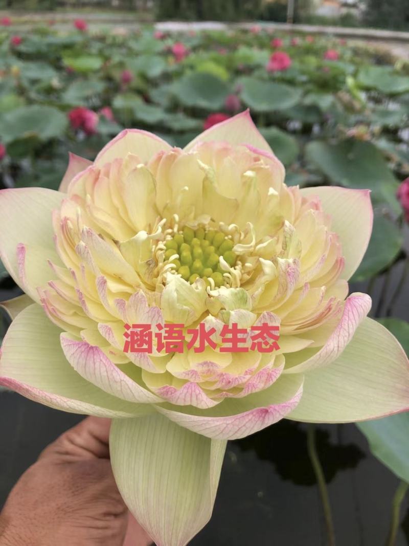 精品盆栽荷花、白洋淀原产地直发、价格美丽、量大从优。