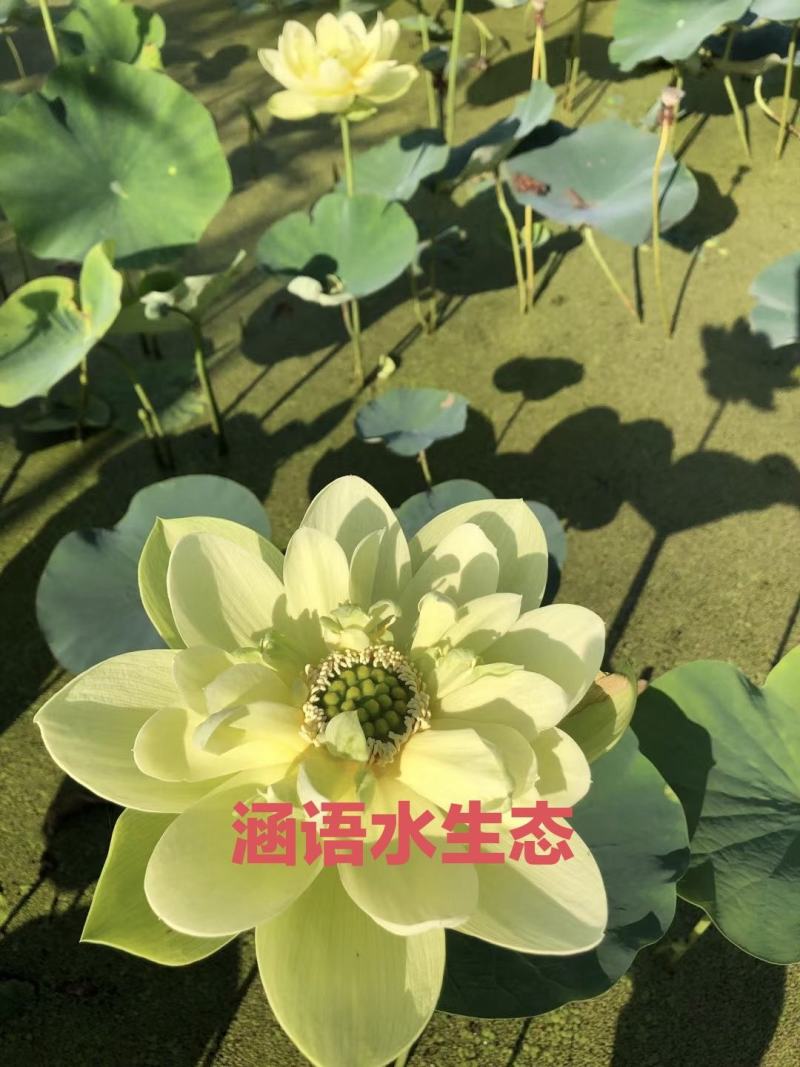 精品盆栽荷花、白洋淀原产地直发、价格美丽、量大从优。