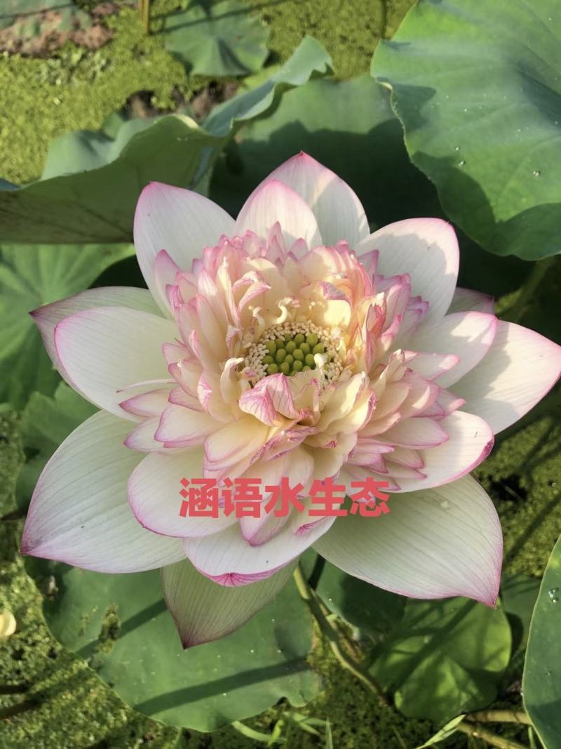 精品盆栽荷花、白洋淀原产地直发、价格美丽、量大从优。