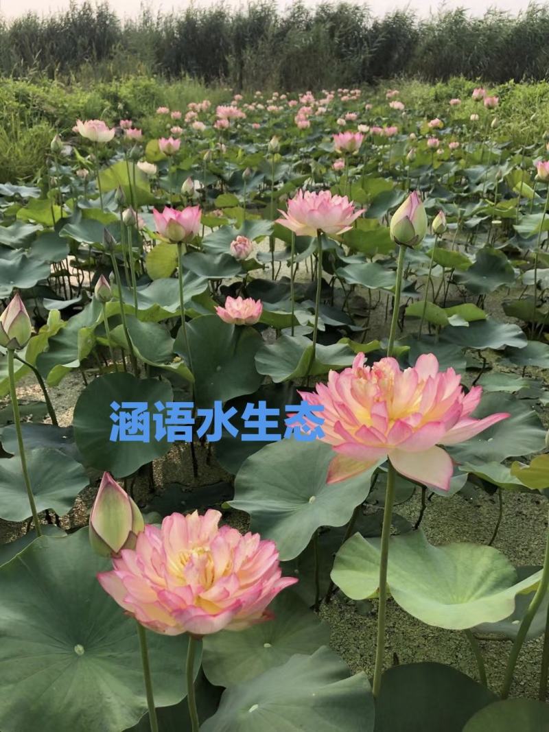 精品盆栽荷花、白洋淀原产地直发、价格美丽、量大从优。