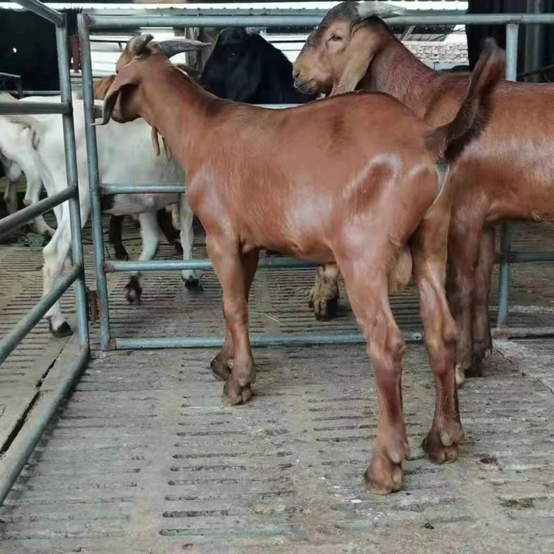 亚洲黄金羊大体型多羔多产怀孕大母羊配种种公羊