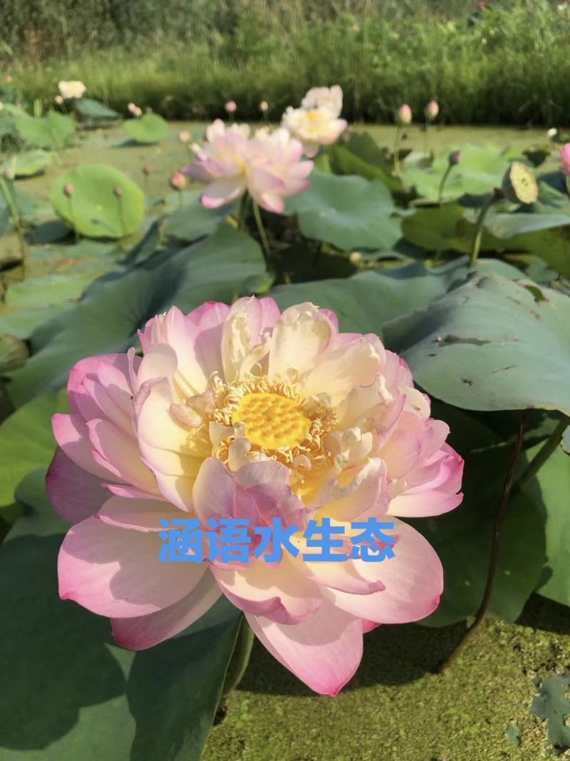 精品盆栽荷花、白洋淀原产地直发、价格美丽、量大从优。