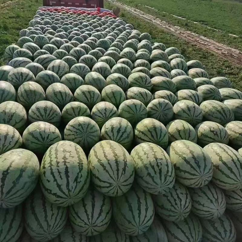 （甜）宁夏中卫香山金城五号硒砂瓜，石缝瓜，石头瓜包熟包甜