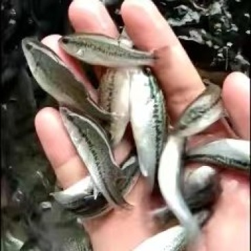 鲈鱼苗