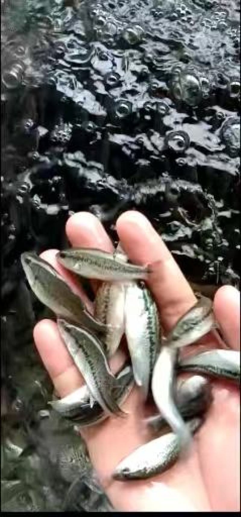 鲈鱼苗