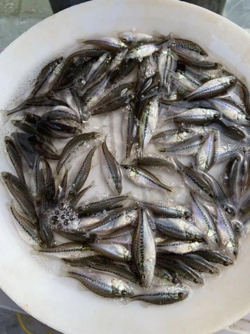 鲈鱼苗