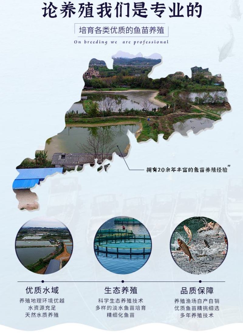 鲈鱼苗