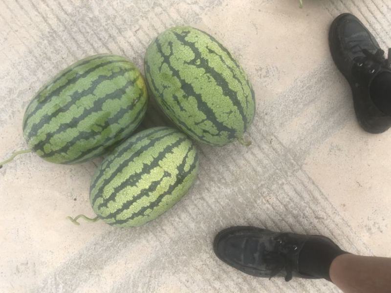 金城五号瓜