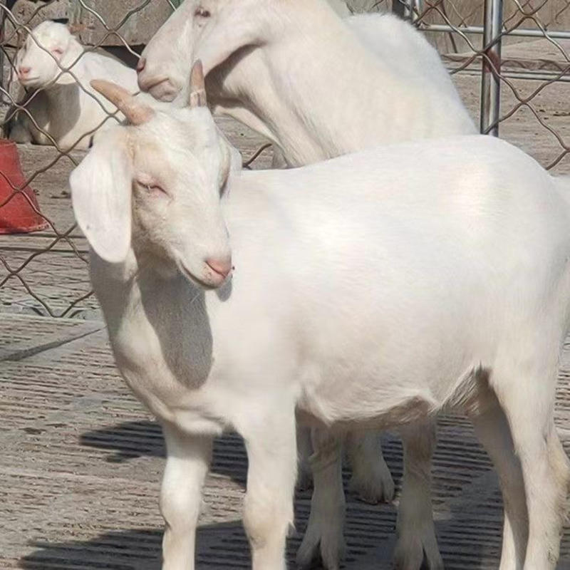 美国白山羊小羊羔成年种公羊怀孕母羊纯种羊