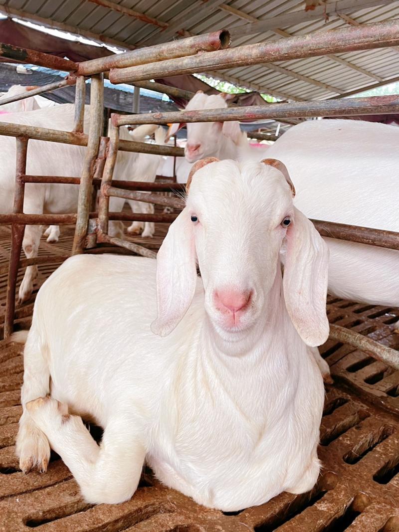 美国白山羊小羊羔成年种公羊怀孕母羊纯种羊