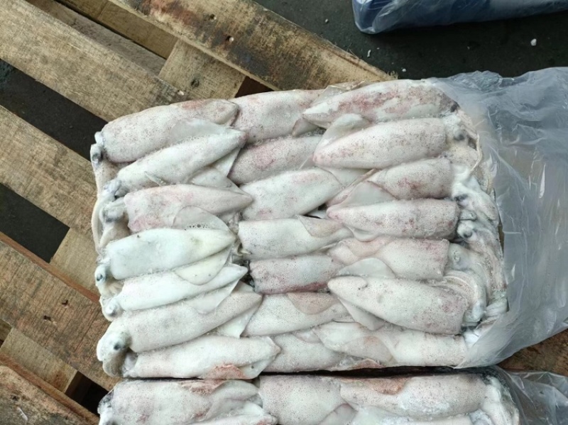 海捕速冻新鲜鱿鱼路冻鱿鱼🦑个头大10-15公分
