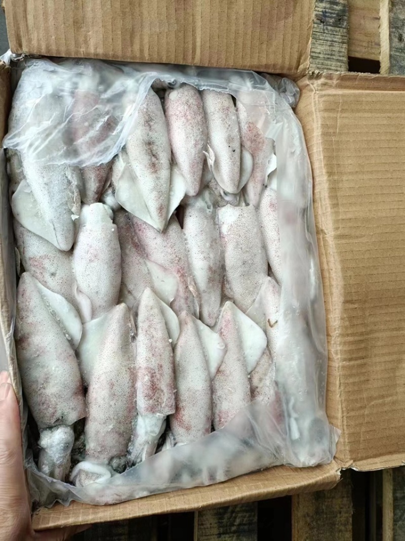 海捕速冻新鲜鱿鱼路冻鱿鱼🦑个头大10-15公分
