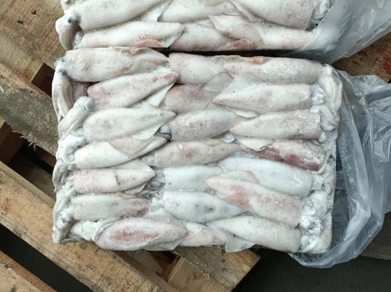海捕速冻新鲜鱿鱼路冻鱿鱼🦑个头大10-15公分