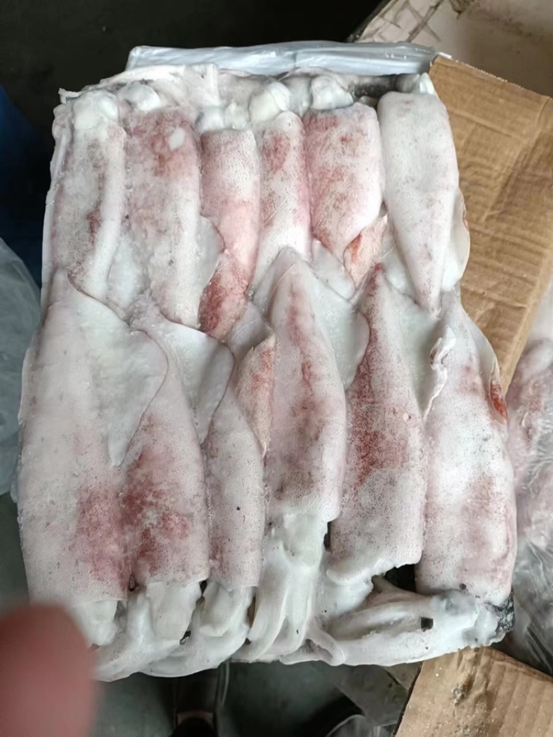 海捕速冻新鲜鱿鱼路冻鱿鱼🦑个头大10-15公分