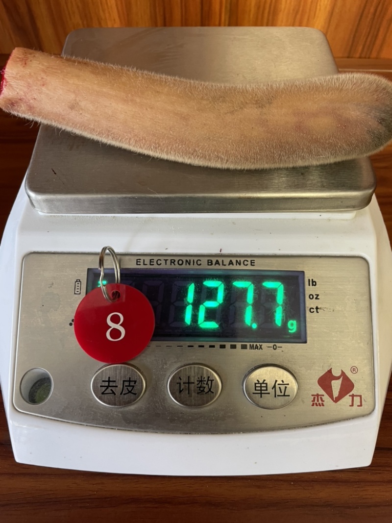 自家鹿场新割毛桃茸鹿生第一次长的茸就叫毛桃茸