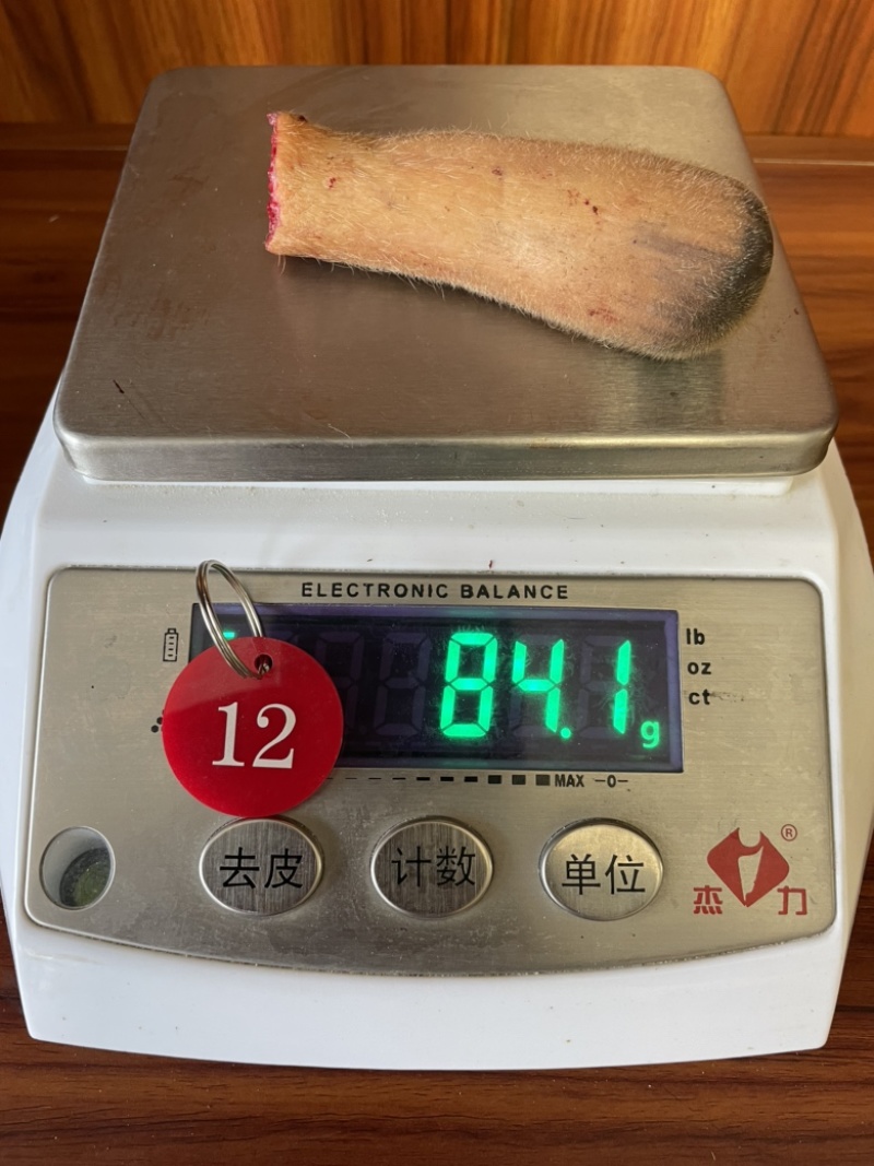 自家鹿场新割毛桃茸鹿生第一次长的茸就叫毛桃茸