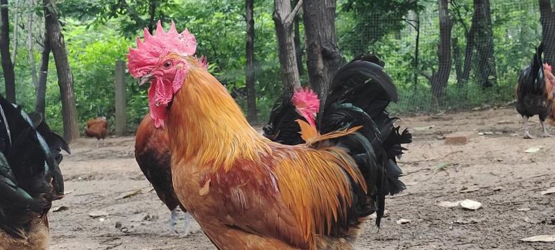 出售各种散养公鸡