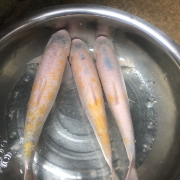 金丝鲩金草鱼优质鱼