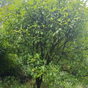 地径8公分红叶石楠毛笼子，基地直供，价格实惠