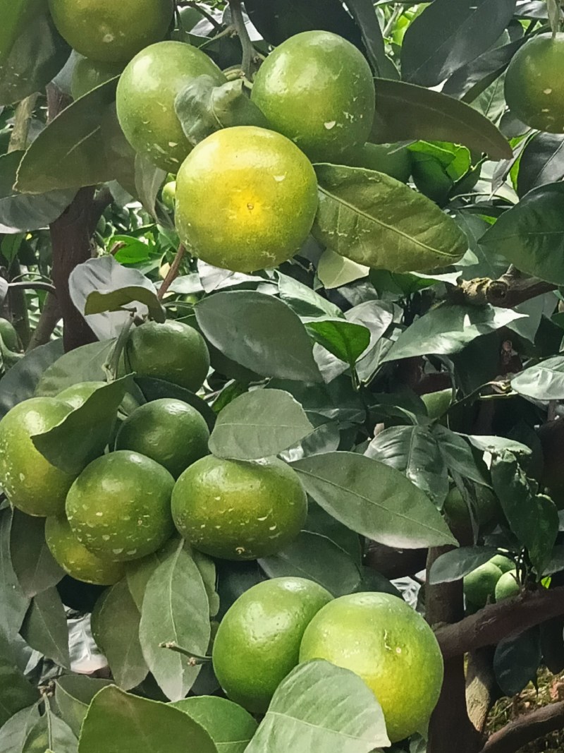 特早蜜橘