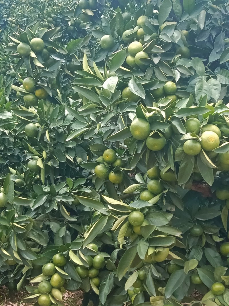 特早蜜橘