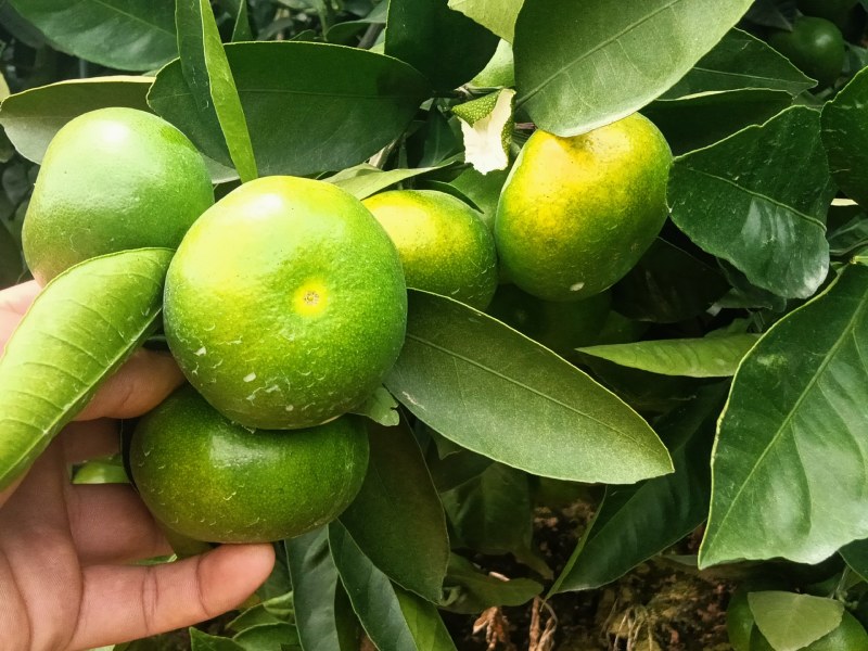 特早蜜橘