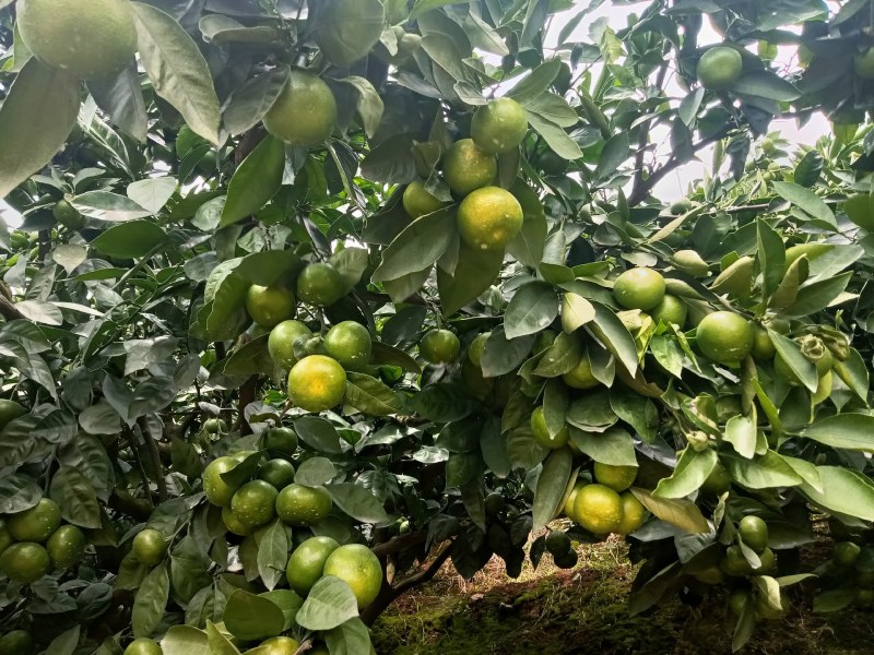 特早蜜橘