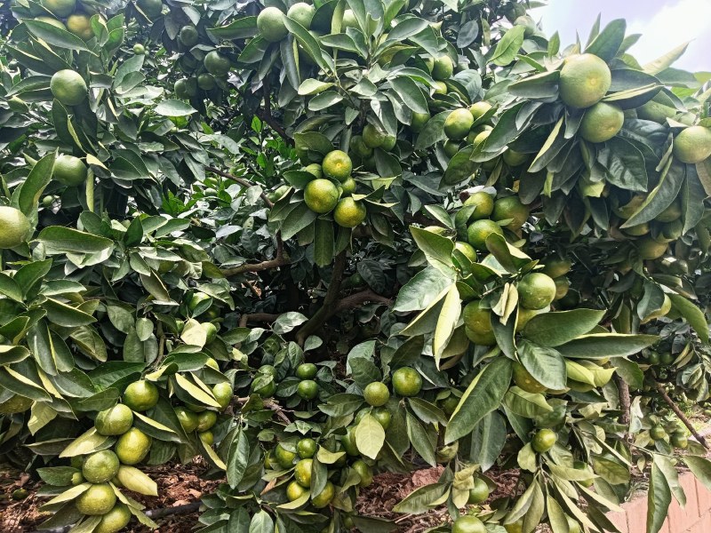 特早蜜橘