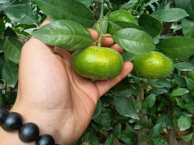 特早蜜橘