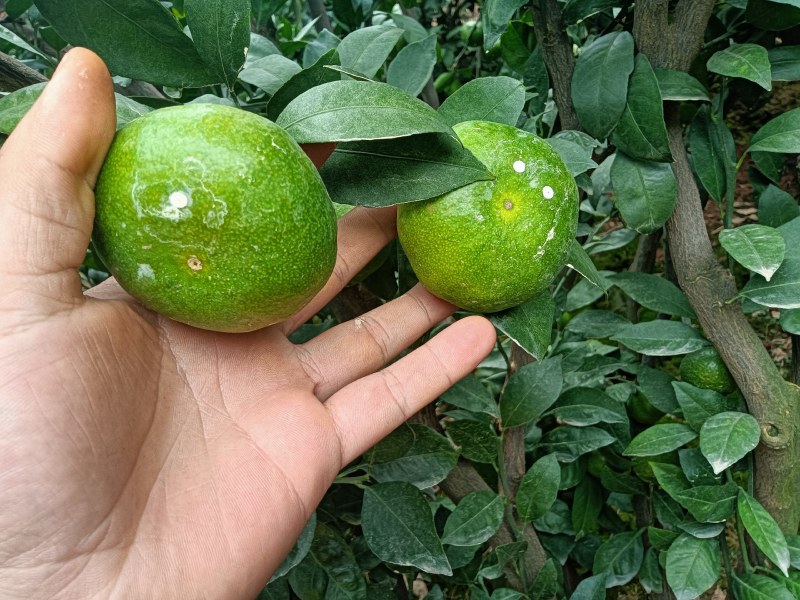 特早蜜橘