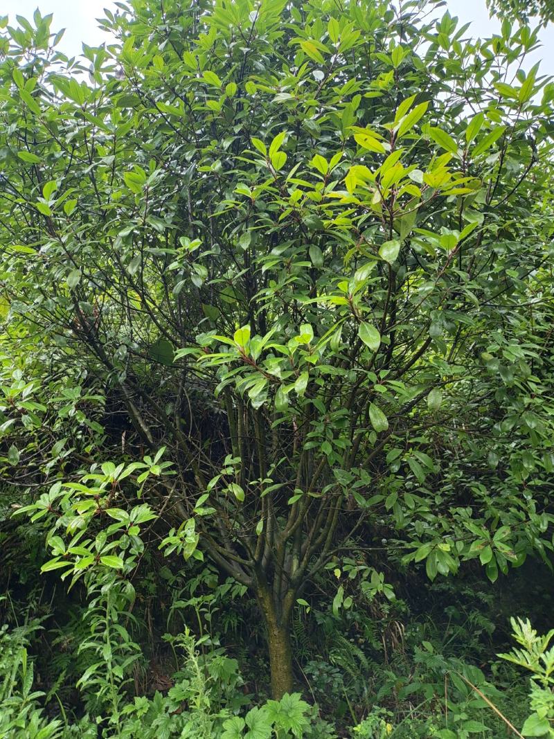 地径8公分红叶石楠毛笼子，基地直供，价格实惠